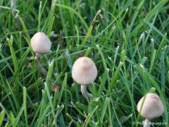 Psilocybe semilanceata
