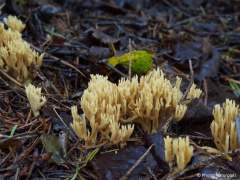 Ramaria eumorpha