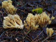 Ramaria eumorpha