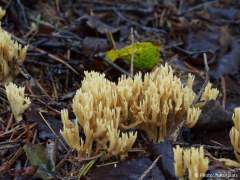 Ramaria eumorpha