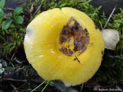 Russula claroflava