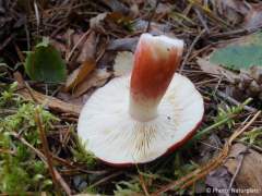 Russula emetica
