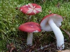 Russula emetica