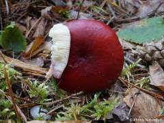 Russula emetica