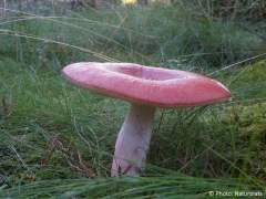 Russula paludosa