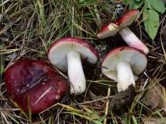 Russula xerampelina