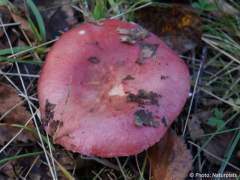 Russula xerampelina