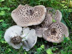 Sarcondon imbricatus