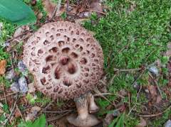 Sarcondon imbricatus