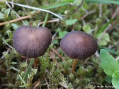 Strobilurus esculentus