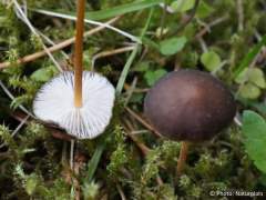 Strobilurus esculentus