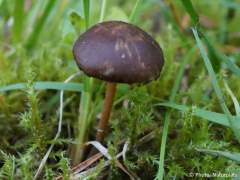 Strobilurus esculentus