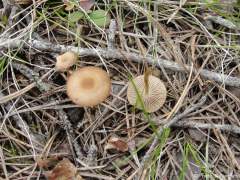 Strobilurus stephanocystis