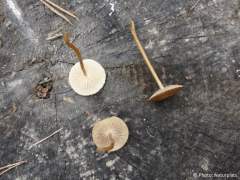 Strobilurus stephanocystis