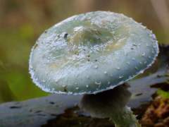 Stropharia aeruginosa