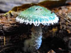 Stropharia aeruginosa