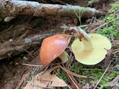 Suillus granulatus