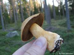 Suillus variegatus