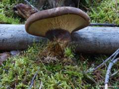 Tapinella atrotomentosa