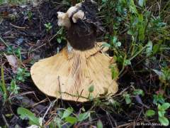 Tapinella atrotomentosa