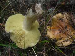 Tricholoma flavovirens