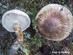 Tricholoma matsutake