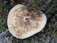 Tricholoma matsutake