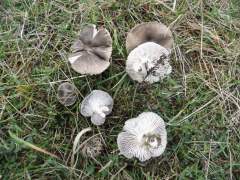 Tricholoma portentosum