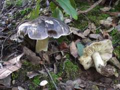 Tricholoma portentosum