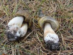 Tricholoma sejunctum