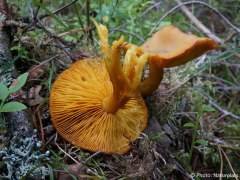 Tricholomopsis decora