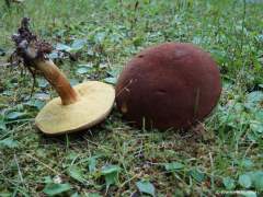 Xerocomus subtomentosus