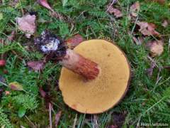 Xerocomus subtomentosus