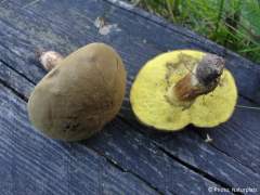 Xerocomus subtomentosus