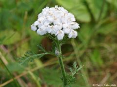 Achillea millefolium