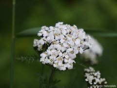Achillea millefolium