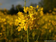 Brassica napus