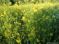 Brassica napus