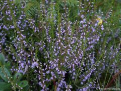 Calluna vulgaris