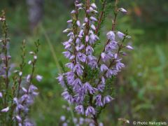 Calluna vulgaris