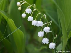 Convallaria majalis