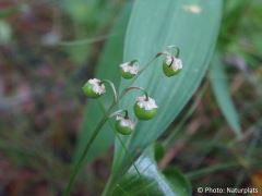 Convallaria majalis