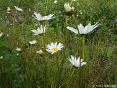 Leucanthemum vulgare