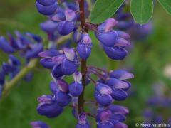 Lupinus polyphyllus