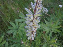Lupinus polyphyllus