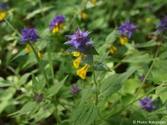 Melampyrum nemorosum