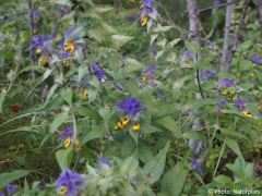 Melampyrum nemorosum