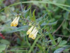 Melampyrum sylvaticum
