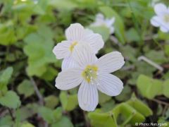 Oxalis acetosella