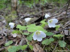 Oxalis acetosella
